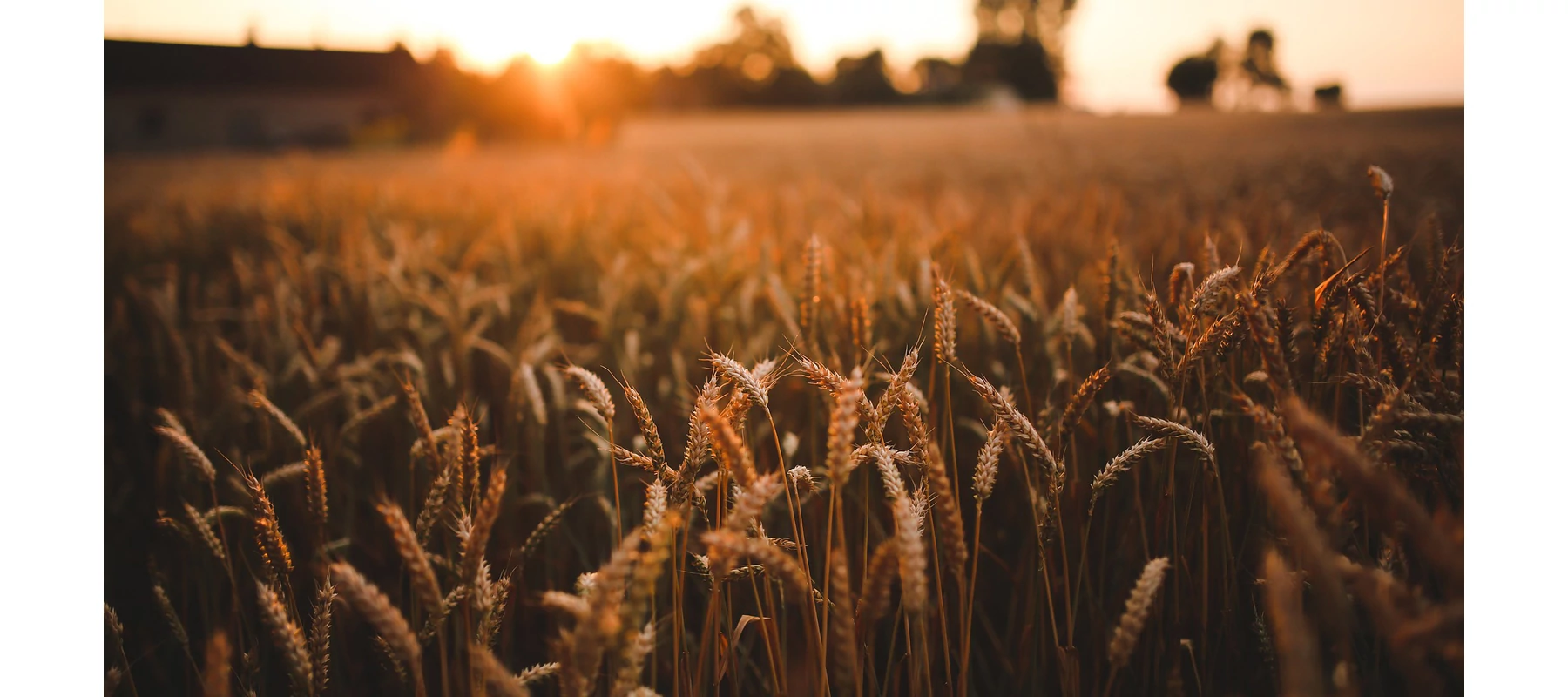 Növelje terméshozamát a Natur Agro megoldásaival!